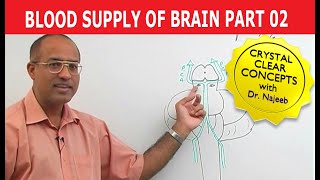 Blood Supply of Brain  Circle of Willis  Part 211 [upl. by Ahilam]