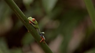 Arenal Volcano National Park Costa Rica  WestJet Vacations [upl. by Emory660]