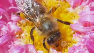 The Buzzing Life of a Honey Bees [upl. by Reifinnej]