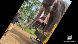 Elephant akkarammal mohanan ll എന്നെ ആരും പിടിക്കണ്ട ഞാൻ ഇറങ്ങിക്കോളാം [upl. by Losiram]