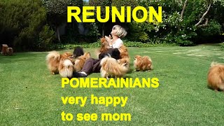 Reunion  POMERANIANS very HAPPY to see mom  Anjula Pomeranians Toypoms [upl. by Anil]