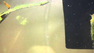 White worms in aquatic african clawed frog tank [upl. by Dominique77]