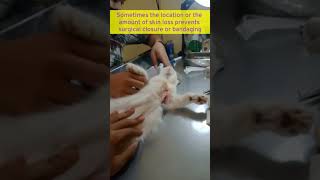 Cat Wound Treatment at Home shorts abscess [upl. by Ecnahs929]