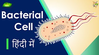 PLASMID  BACTERIAL GENETICS  CSIR NET GATE  MSc and BSc in hindi [upl. by Leone]