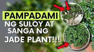 HOW TO TAKE CARE OF JADE PLANT [upl. by Allyn]