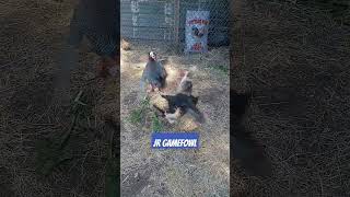 Gamefowl play around donaldtrump chicken chickenbreed rooster gamechickenbreeds [upl. by Ahseiyt]