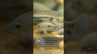 The Tamasopo Cichlid Herichthys Tamasopoensis [upl. by Jake]