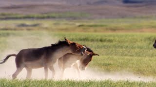 Male Kiangs Duke it Out for the Right to Mate [upl. by Hally295]