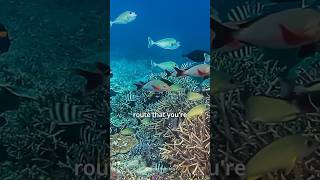 Eilat Coral Reef  Red Sea Diving  Israel [upl. by Nicki996]