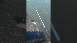 BLACKFISHTAUTOG from SHORE in the SHALLOWS…Traditional hooksinker rig fishing fish [upl. by Eniledgam]