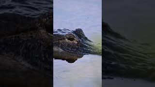 Alligators in Central Florida florida wildlife wildflorida alligators [upl. by Giovanna]