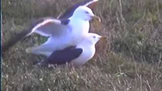 Herring Gulls Mating [upl. by Posner]