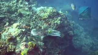 Diving North Wall Pandan Island Mindoro Philippines [upl. by Khosrow]