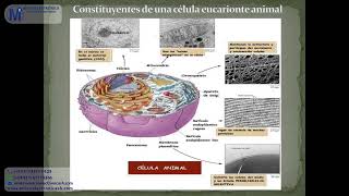 Electromedicina clase 1 [upl. by Dnaltruoc586]