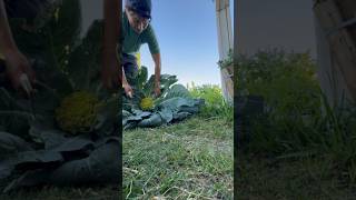 Harvesting Cauliflower from My Garden Fresh and Organic 🌿 [upl. by Akfir]