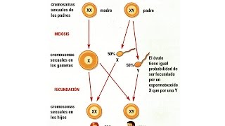 Determinación cromosómica del sexo [upl. by Vikki]