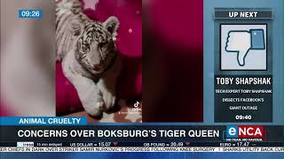 Animal cruelty  Concerns over Boksburgs quottiger queenquot [upl. by Eiramenna]