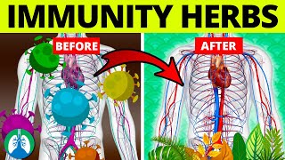 The TRUTH ABOUT HOW TO BOOST YOUR IMMUNE SYSTEM DrDrayzday [upl. by Airyk875]