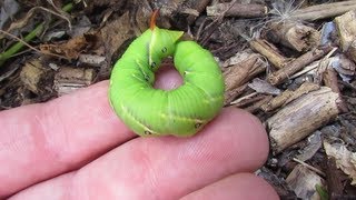 Hawk mothhornworm caterpillar [upl. by Romeo]