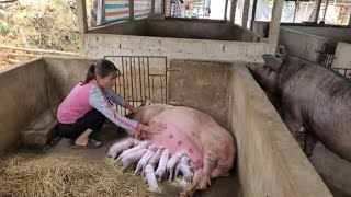 Full video sow gives birth to piglets Maternal instinct of sows do sows love piglets  Ep 294 [upl. by Hulton]