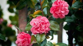 Las camelias y sus cuidados todo lo que necesitas saber  Bricomanía  Jardinatis [upl. by Eetsud]