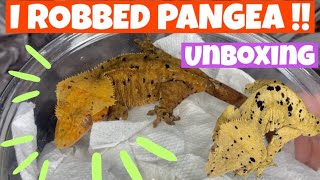 UNBOXING 4 Crested Geckos from PANGEA insane [upl. by Nerual]