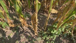 Windbreaks is one way to protect agriculture during winter season [upl. by Arabele]