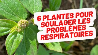 6 plantes du jardin créole pour les problèmes respiratoires et la brume de sable [upl. by Nanek]