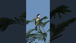 Lightvented Bulbul sings and calls [upl. by Stovall]