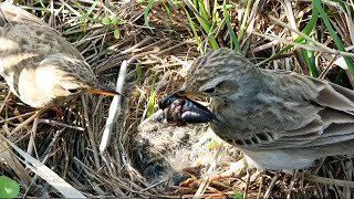 Adorable Pipit Bird Family Nest Cleaning and Feeding Time beautyofnature4988 [upl. by Eeruhs]