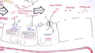 Protein Digestion and Absorption [upl. by Ghassan]