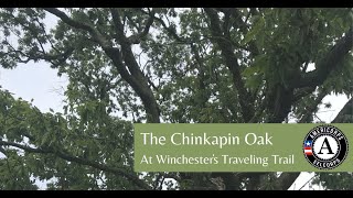 Chinkapin Oak A Closer Look [upl. by Sellma]