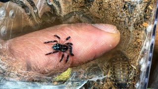 T Seladonia  Brazillian Jewel Tarantula Update plus Tarantula Feeding [upl. by Jaime]