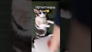 Dişi kedi kızışma sesi 😺🐾keşfet kedisesi hayvansesleri kedi [upl. by Ecneitap]