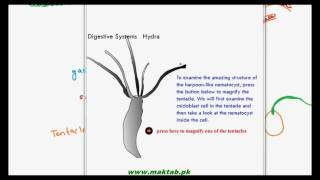 FSc Biology Book1 CH 12 LEC 8 Digestion in Hydra [upl. by Adnalue]