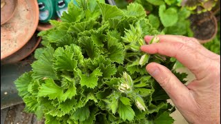 In the Greenhouse  Mid April  Part One Plants all over the place  Tips plus disbudding [upl. by Aneleh]