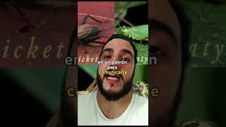 Catidido rizz biologia entomologia animales curiosidades shorts viralvideo [upl. by Radley]