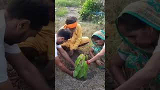 Madhuca longifolia Plant Mahua [upl. by Zurheide]