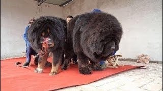 Tibetan Mastiff Absolutely Massive Tibetan [upl. by Zrike36]