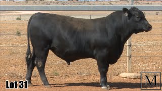 Lot 031 New Ground SMP22T688 [upl. by Dustin]