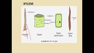 class 9 complex permanent tissues [upl. by Oesile]