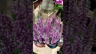 Calluna Vulgaris plants gardenflowers flowers gardening nature beautiful [upl. by Tiossem759]