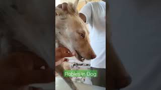 Paralytic form of Rabies in Dog [upl. by Huberty]