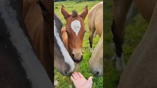 Une carotte na jamais aussi vite disparu 😅 lol fun humor drole cheval chevaux poulain [upl. by Eillit]