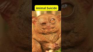 Tarsier Suicidal Monkey Animal suicide shorts monkey animals facts [upl. by Rahab]