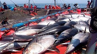 Everyone should watch this Fishermens video  Catch Hundreds Tons of Giant Bluefin Tuna Fish [upl. by Elbring]