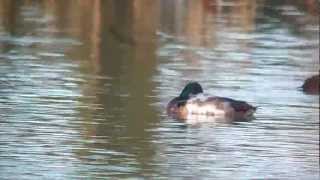 Firstwinter drake Scaup Ditchford GP [upl. by Damas]