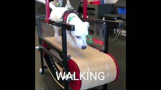 Canine Gait Dog running performance [upl. by Mahalia]