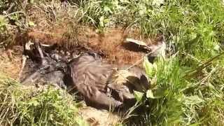 Maggot Infested dead Roe Deer Not for the squeamish [upl. by Yaakov]