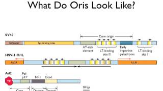 Replication of DNA Virus Genomes Lecture 7 [upl. by Ecinnahs341]